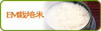 EM栽培米について